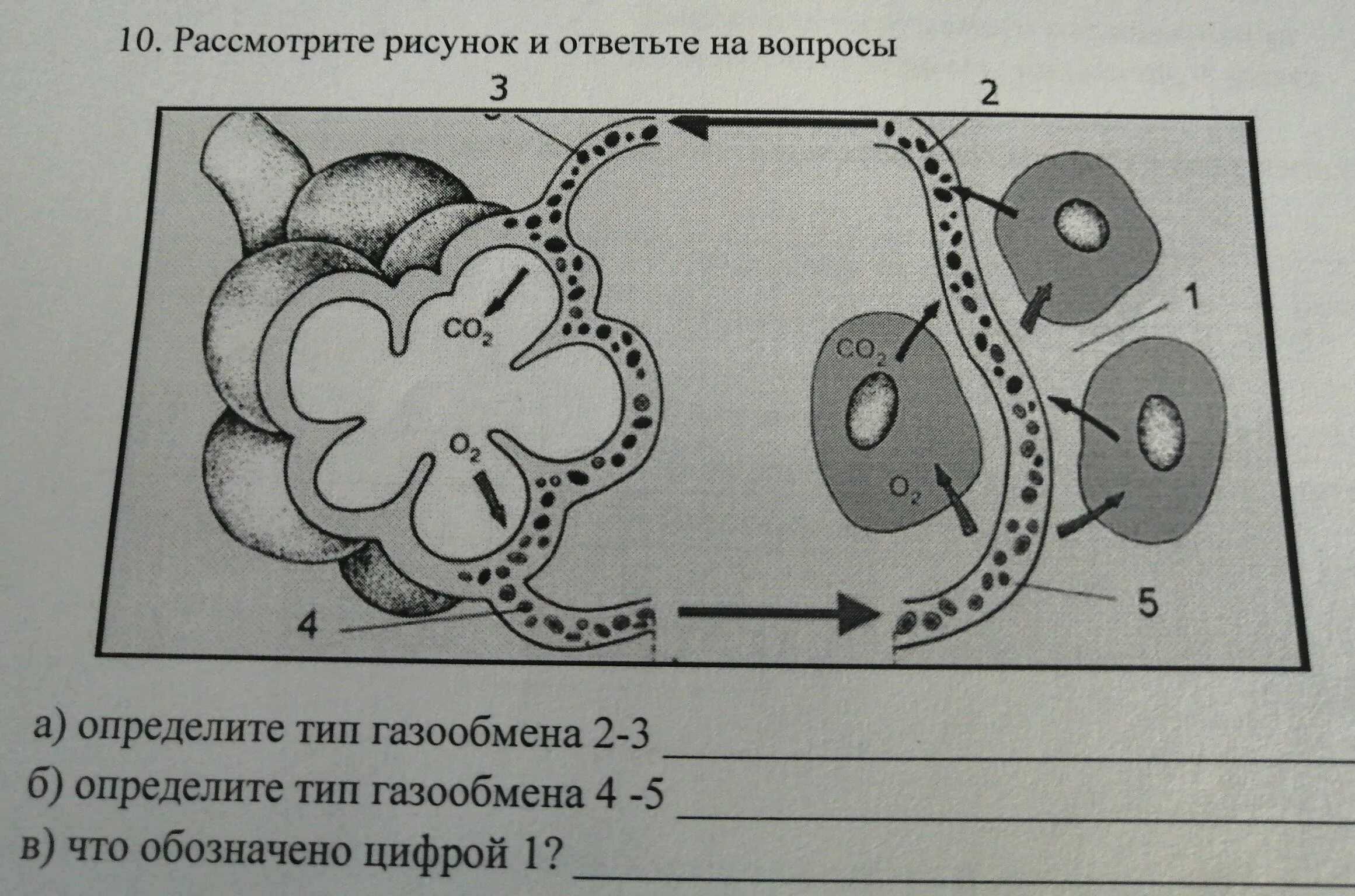 Тип газообмена. Механизм легочного и тканевого газообмена. схема газообмена. схема газообмена в легких и тканях. газообмен в тканях схема.