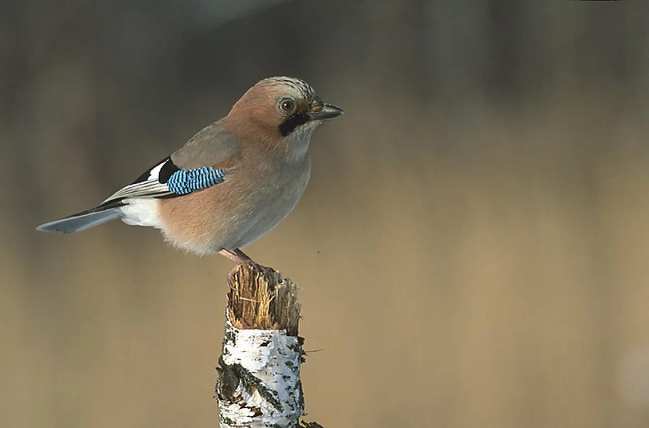 Garrulus glandarius. Сойка коричневая. Сойка серая. Серая птичка Сойка.