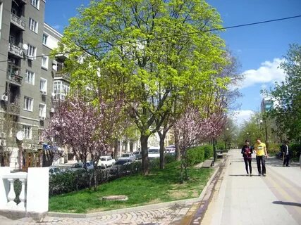 Сакура ростов на дону