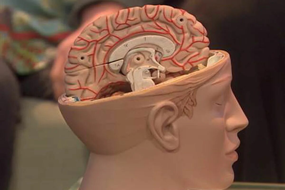 Последний мозг. Половина человеческого мозга. Разрезанный мозг человека. Две половины мозга.