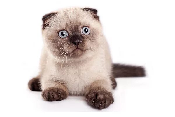 сиамская вислоухая кошка. сиамская вислоухая кошка. сиамский вислоухий кот. скоттиш фолд колор пойнт. шотландская вислоухая сиамская кошка.