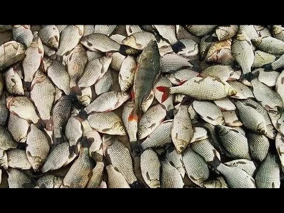 Рыба белгород купить. Белгород рыбоводство. БКЛ рыбы. Рыбы Белгородской области. Рыбы водоёмов Белгородской области.