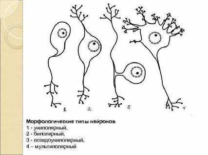 Морфологический рисунок