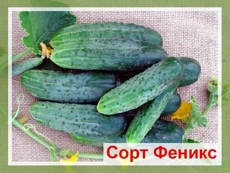 Средний сорт огурцов. Сорт огурцов воронежский среднепоздний. сорт огурцов нежинский. сорт огурца довжик. сорт огурцов &quot;ростовчанка&quot;.