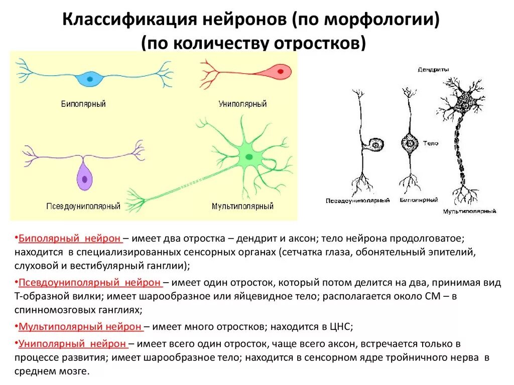 Осуществляет связь между нейронами какой нейрон. Биполярный Нейрон сколько отростков. Классификация нейронов таблица. Классификация отростков нейрона. Классификация нейронов по строению и функции.