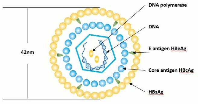 Like virus. HBV вирус. ДНК HBV. Hepatitis b virus. HBV DNA что это.