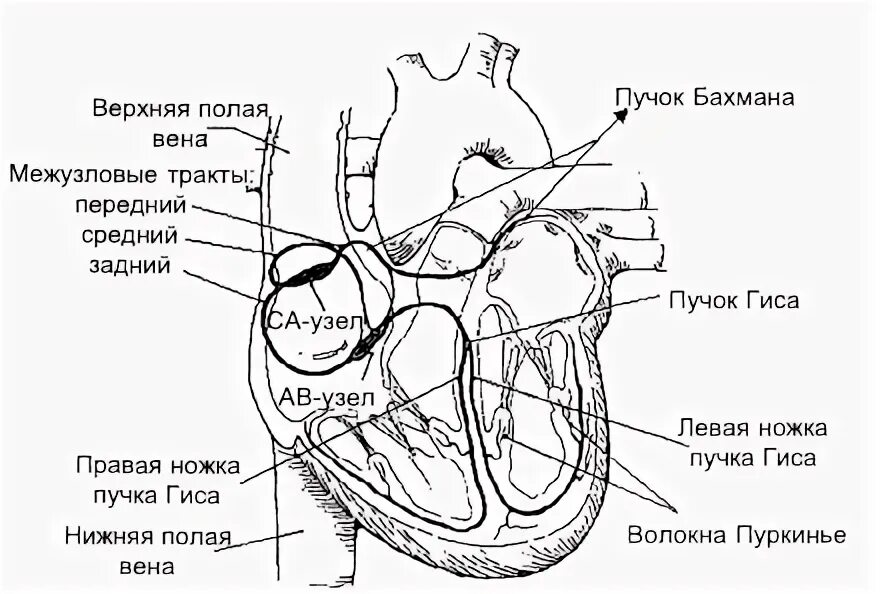 Четырехкамерное сердце наличие диафрагмы