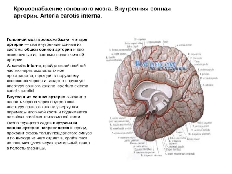 Передняя мозговая артерия кровоснабжает. Составление схем кровоснабжения головы, мозга, конечностей. Головной мозг кровоснабжают артерии. Ствол головного мозга кровоснабжает артерия. Какая артерия кровоснабжает мозг