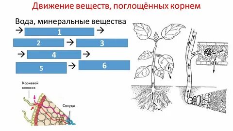 Водоросль поглощает воду и минеральные вещества
