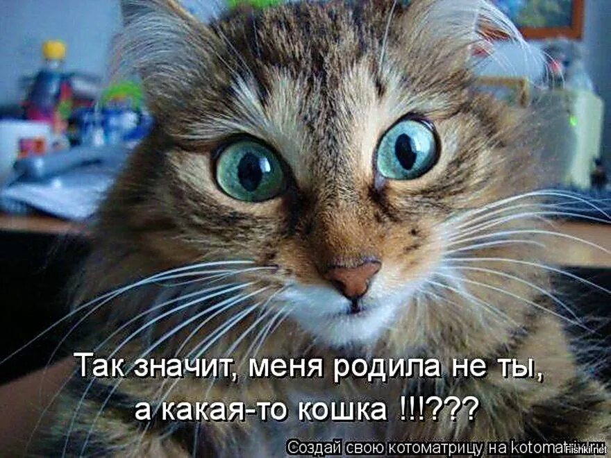 Коти нет. Кот с надписью. удивленный кот подпись. котики с прикольными надписями. кот удивляется.