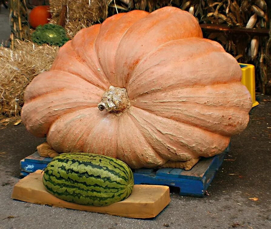 Тыква cucurbita maxima. Большая тыква. Атлантик джайент тыква. Семена большой тыквы. Семена большой тыквы.