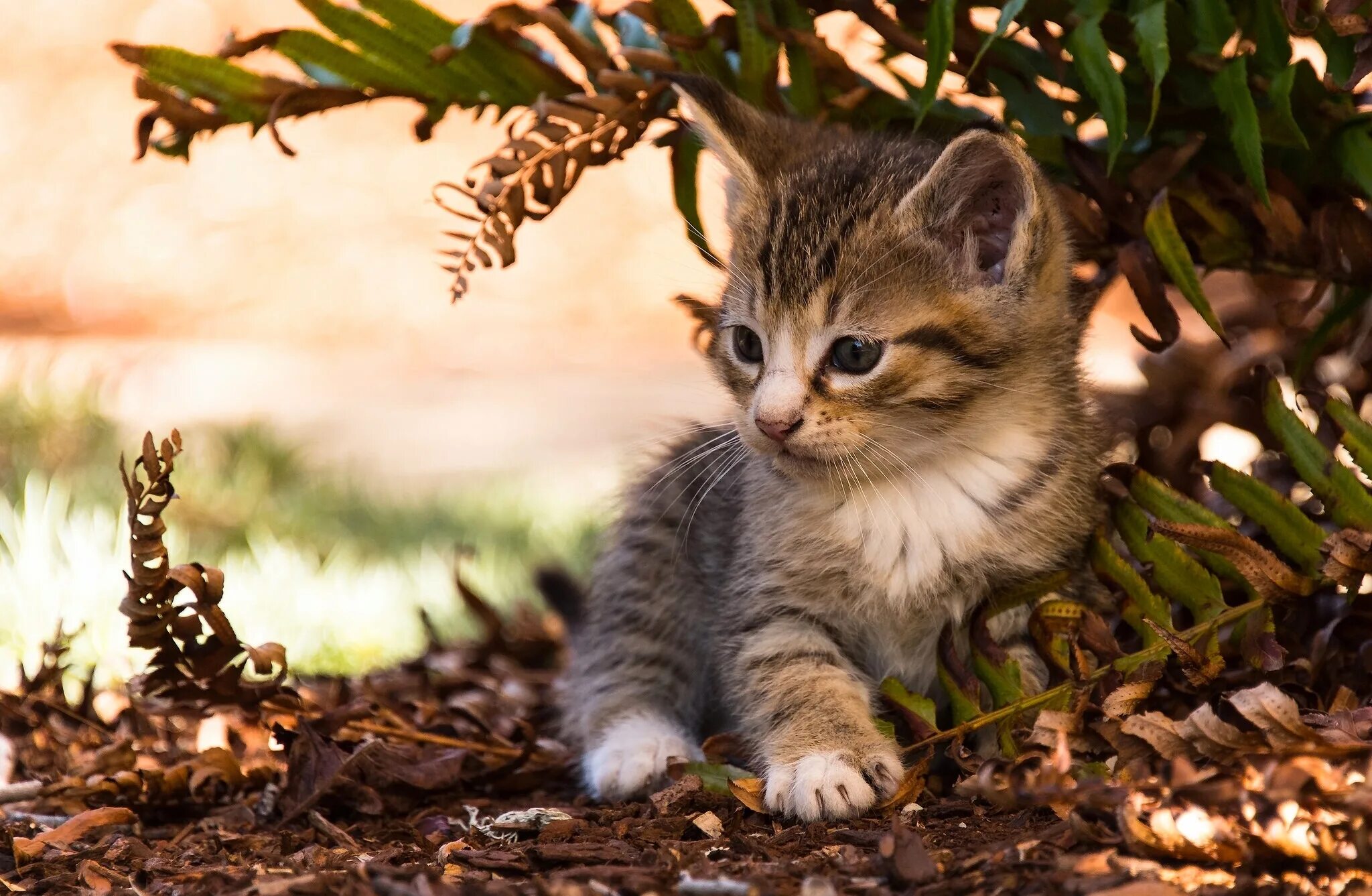 Кошки маленькие. Красивые котята. Милые животные на природе. Котята на рабочий стол. Кошка красивая маленькая