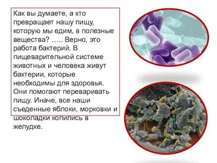 Верное утверждение о бактериях