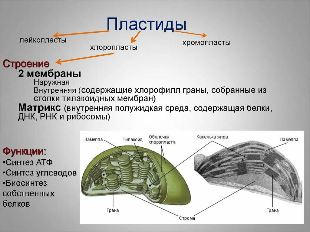 Пластиды хлоропласт хромопласт лейкопласт. Пластиды хлоропласты хромопласты лейкопласты строение. Строение хлоропласта лейкопласта и хромопласта. Пластиды хлоропласты строение. Пластиды лейкопласты строение.