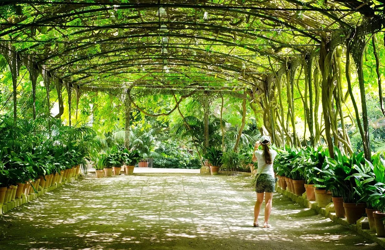 оранжерея ботанического сада ннгу нижний новгород. сингапур ботанический сад. ботанический сад (singapore botanic gardens). оранжерея петра великого спб. ботанический сад базельского университета.