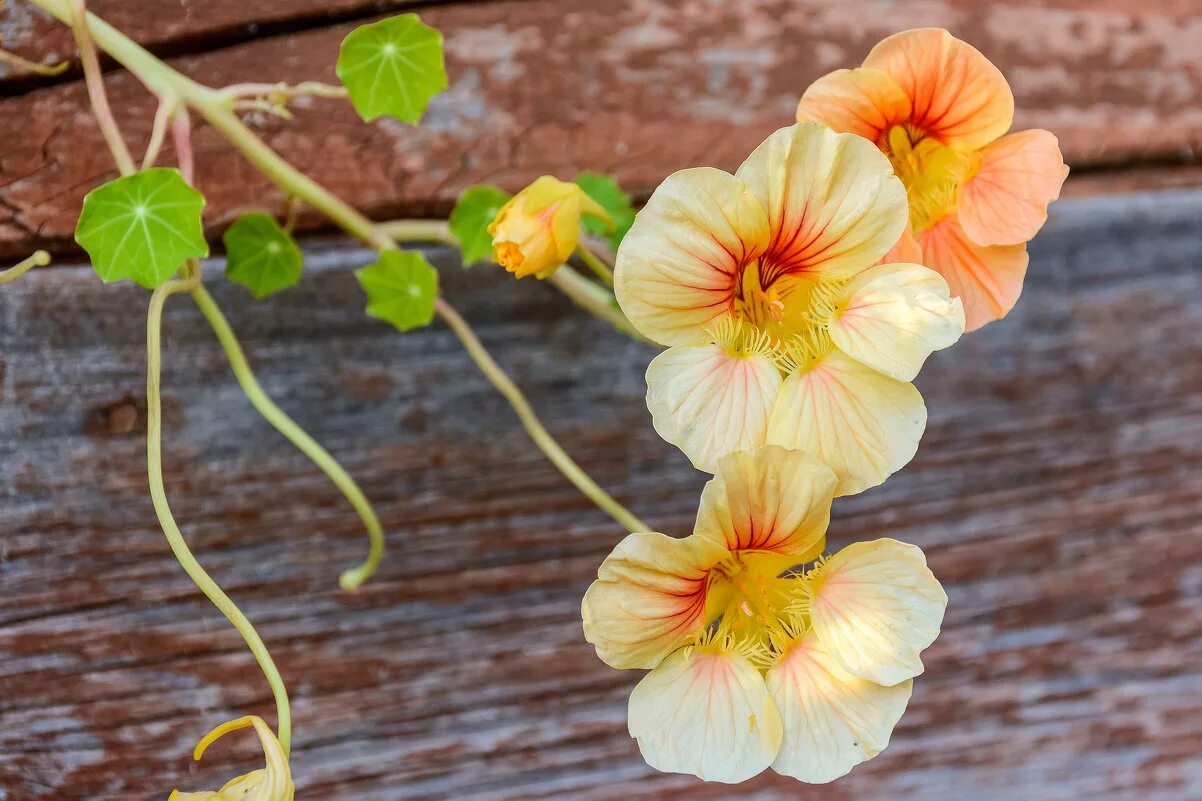 Настурция капуцин. Настурция Мунлайт. Настурция(Tropaeolum). Настурция махровая выращивание из семян