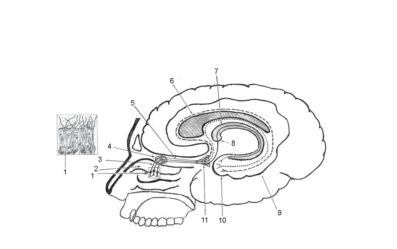 Обонятельное ядро. Обонятельный проводящий путь схема. Обонятельный тракт схема. Схема проводящего пути обонятельного анализатора. Проводящий путь анализатора обоняния.