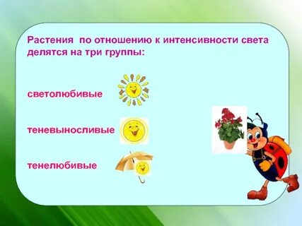 Виды растений по отношению к свету