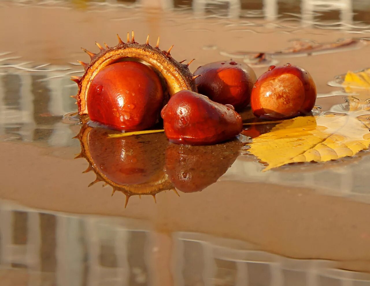 падали каштаны. конский каштан обыкновенный плод. падали каштаны. картина каштаны. каштан когда падает.