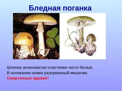 Сходство бледной поганки и шампиньона