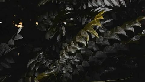 Dark plant