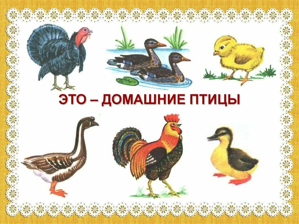 тема птицы домашние и дикие. дикие и домашние птицы для дошкольников. четвертый лишний зимующие птицы. домашние птицы для дошкольников. различие домашних и диких птиц.