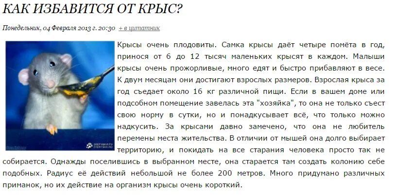 Крыса трясется. Что означает крыса.