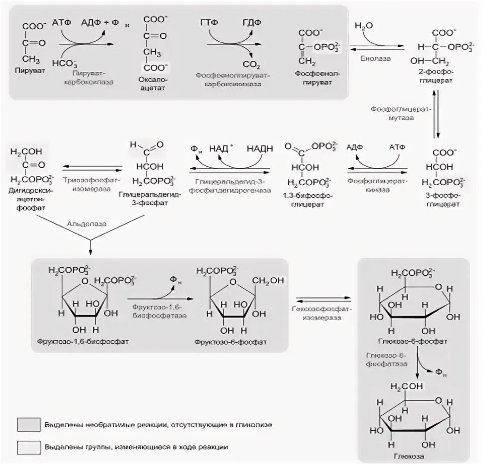 Схема глюконеогенеза биохимия. Обходные реакции глюконеогенеза. Реакции обходные путей глюконеогенеза. Глюконеогенез реакции формулы. Синтез глюконеогенеза