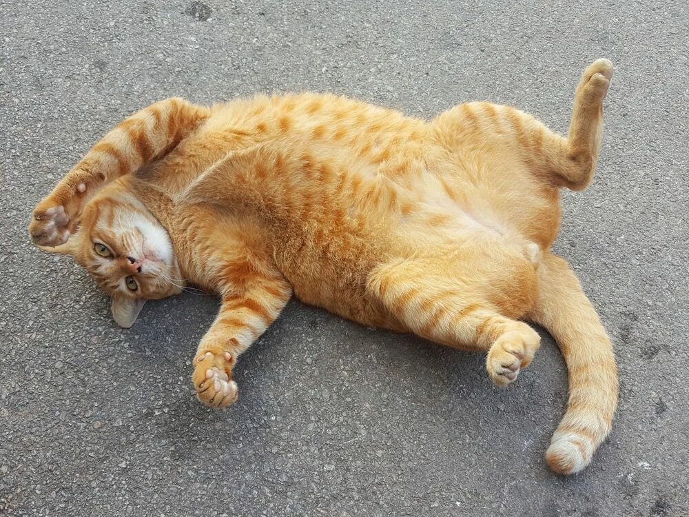 Cat rolling