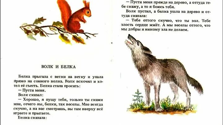 Рассказ белка и волк
