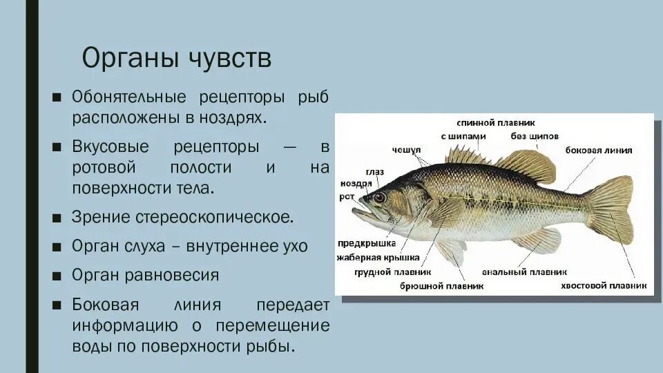 Ухо класс рыбы. Орган равновесие у раб. Органы чувств рыб. Органы чувств рыб строение. Орган слуха у рыб.