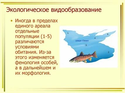 Видообразование биология 11 класс конспект урока