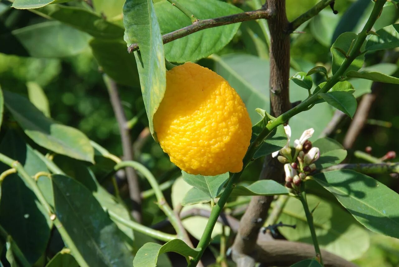 Маленькое лимонное дерево. Лимон дерево. Лимон Lemon дерево. Сибирский лимон кустарник.