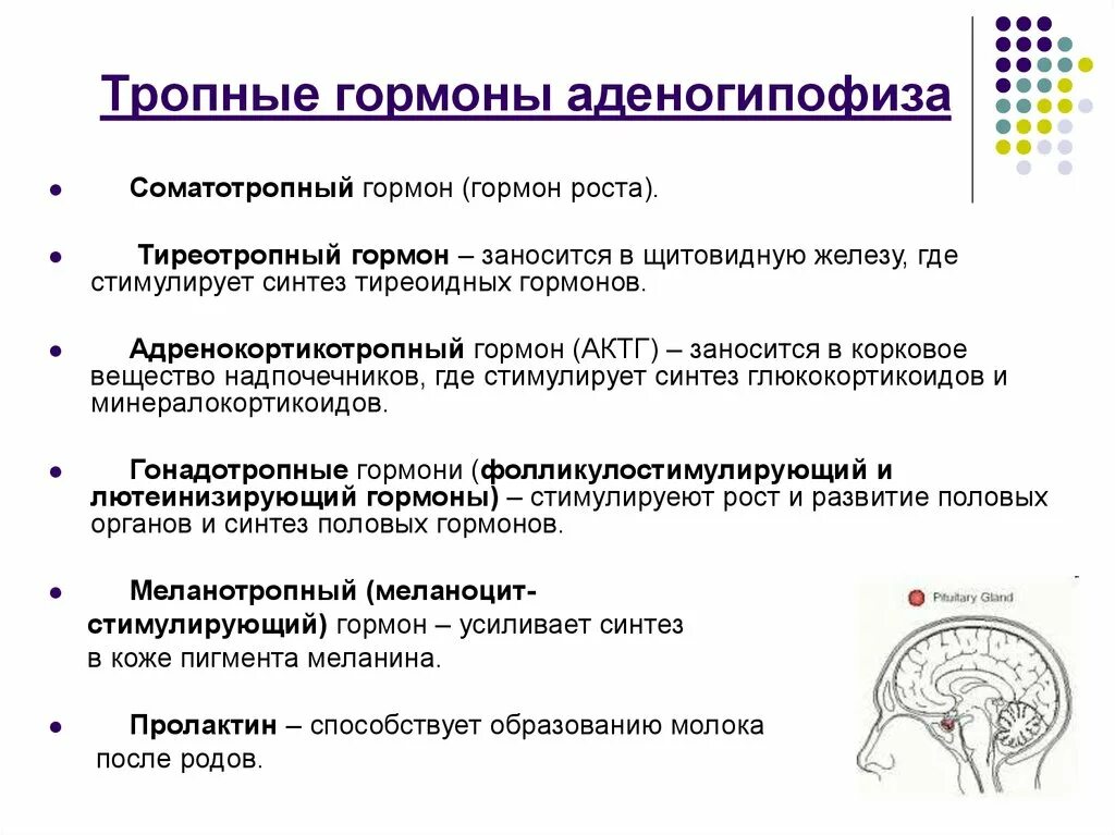 Анализ на гипофиз. Эффекторные гормоны аденогипофиза и их функции. Тропные гарон ыгипофиза. Тропные гормоны передней доли гипофиза. Эффекторные гормоны аденогипофиза роль.