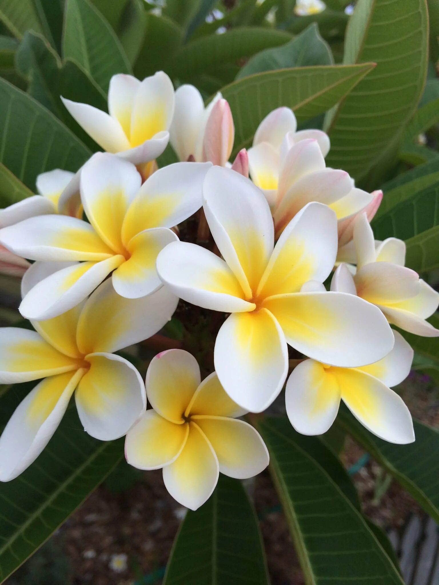 цветок манго. манго дерево цветение. цветение манго. цветущее дерево манго. жасмин плюмерия.