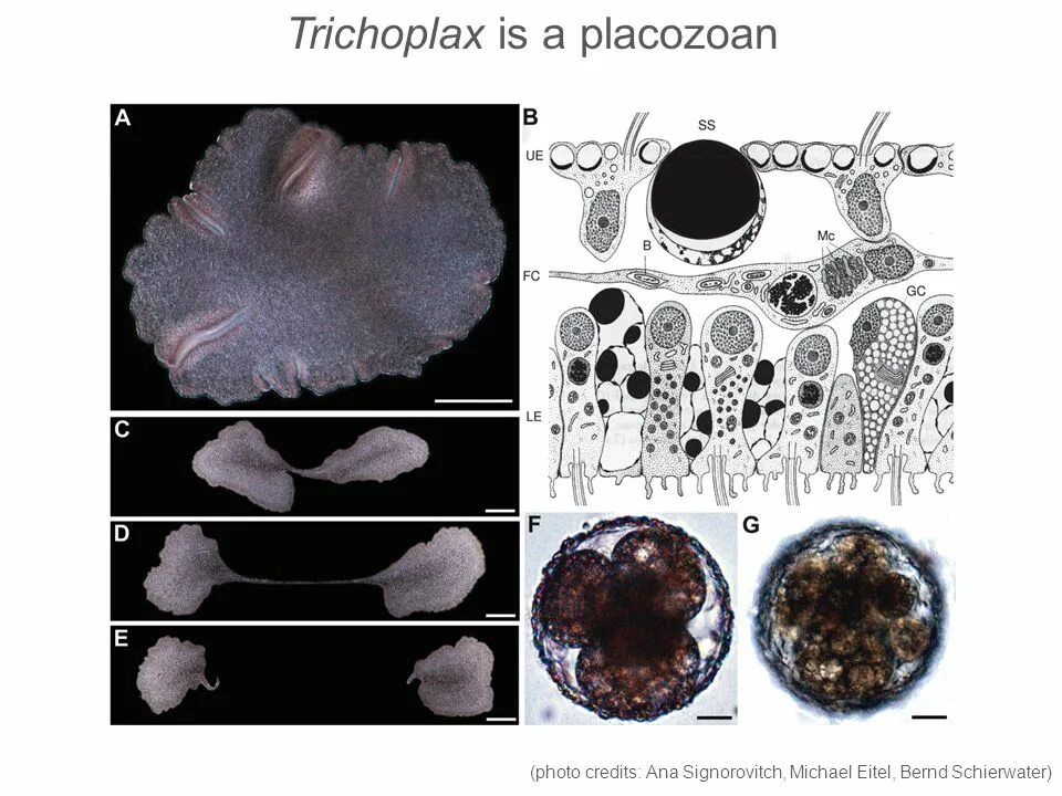 Тип пластинчатые (трихоплакс). Пластинчатые Placozoa. Тип пластинчатые (Placozoa). Placozoa trichoplax. Пластинчатые клетки