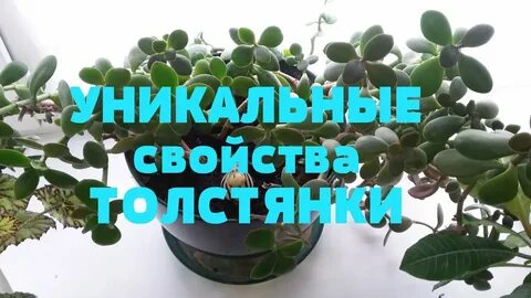 Денежное дерево лечение