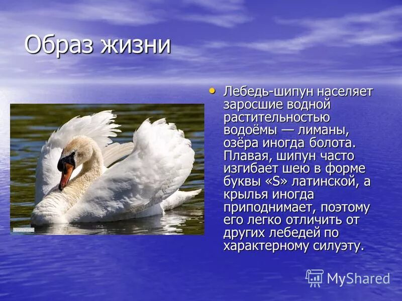 Удивительные факты о лебедях. Презентация на тему лебедь. Сообщение о лебеде 4 класс. Сообщение о лебеде 4 класс. Сообщение о лебеде.