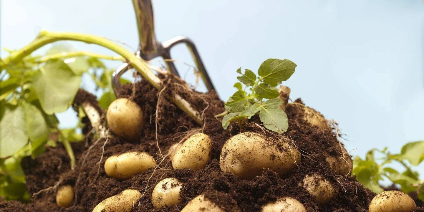 Картофель отцвел. Посадка картофеля. Рассада картофеля для раннего урожая. Картошка цветет.