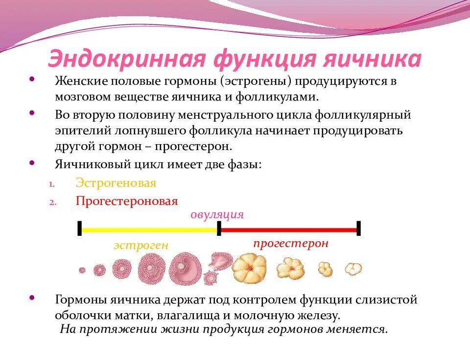 Функционирующий яичник. Эндокринная функция яичника. Функции яичника. Функции яичников у женщин кратко. Внутрисекреторная функция яичников.