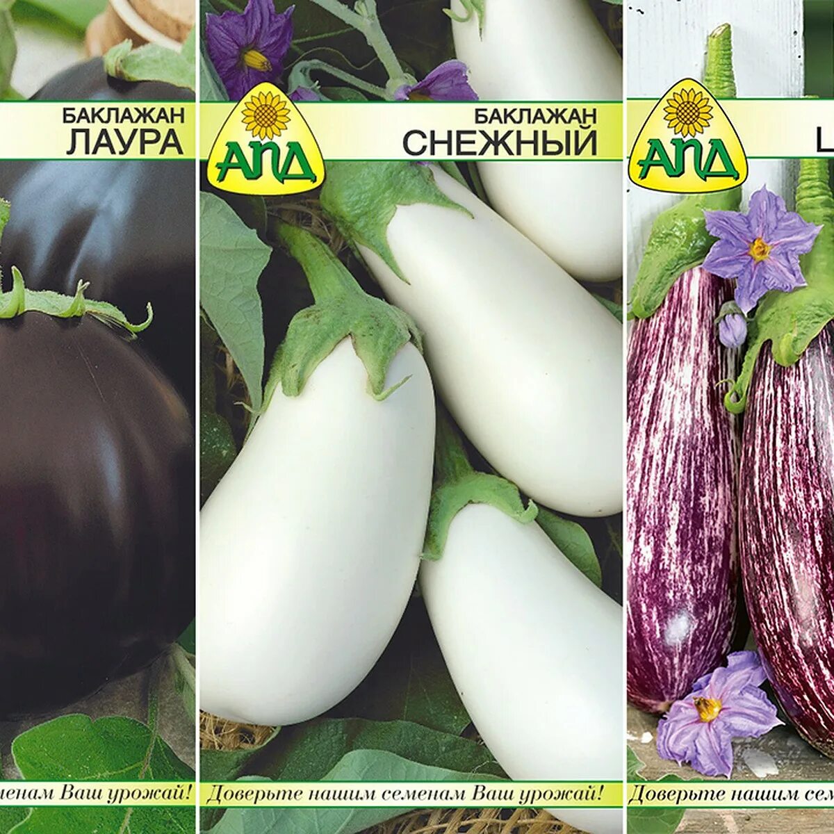 Самые ранние баклажаны для открытого грунта