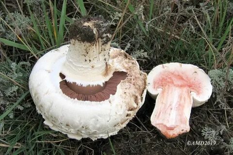 Известно что шампиньон двуспоровый шляпочный гриб