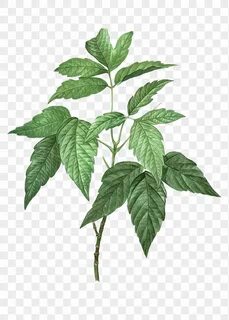Elder plant