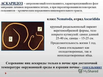 Возбудителем аскаридоза является