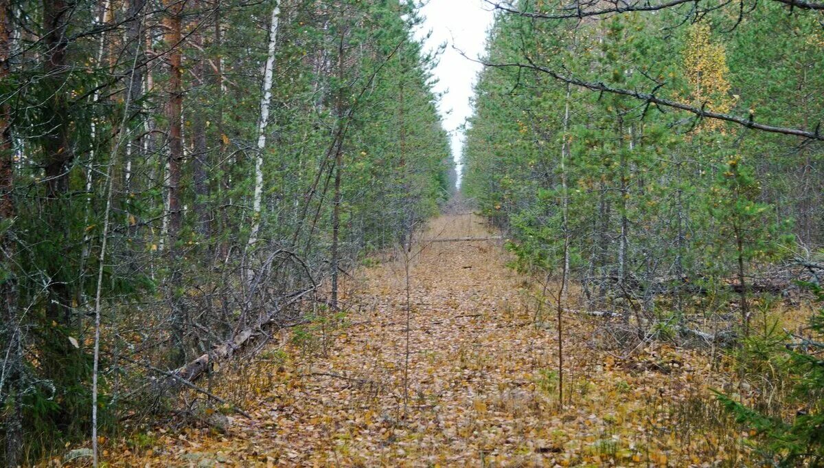 Старый просек. Просеки в тайге. просека. просека в лесу. заросшая просека.