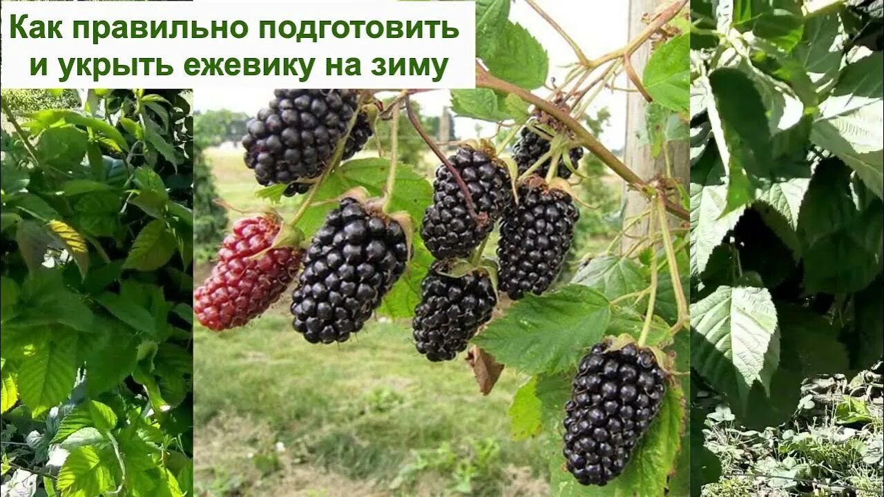Как подготовить ежевику. Ежевика полар. огородная ежевика. укрытие ежевики на зиму. как подвязать ежевику.