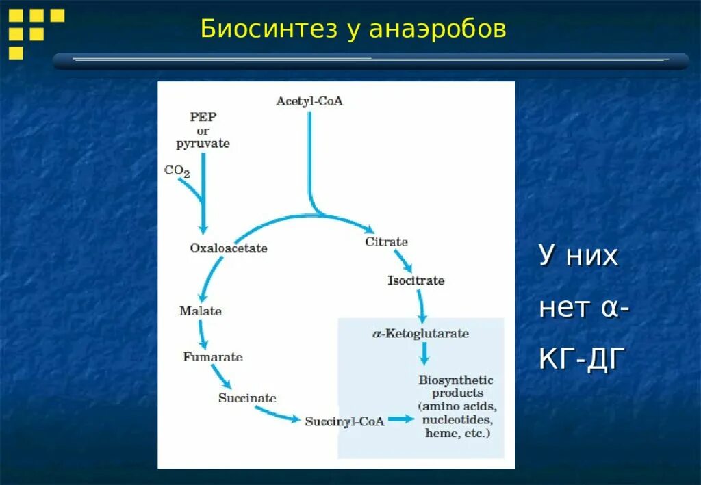 Биосинтез углеводов схема. Процесс биосинтеза углеводов. Биосинтез углеводов биохимия. Первичный Биосинтез углеводов.