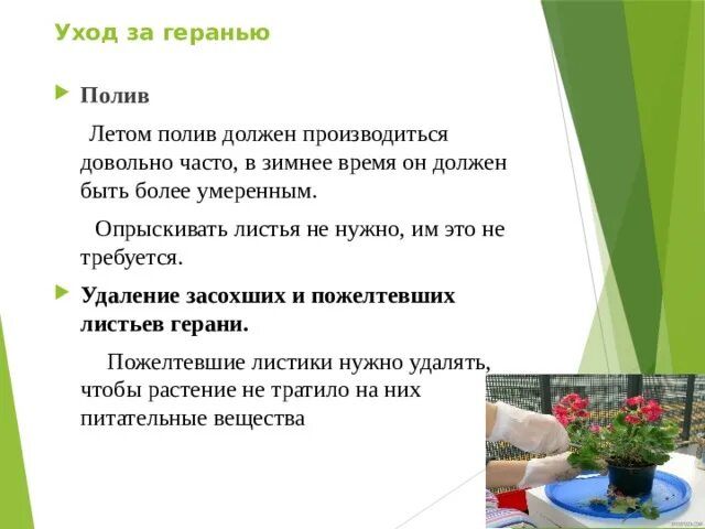 Сколько раз в неделю нужно поливать пеларгонию. Сколько надо поливать герань. Пеларгония полив. Сколько раз поливать герань.