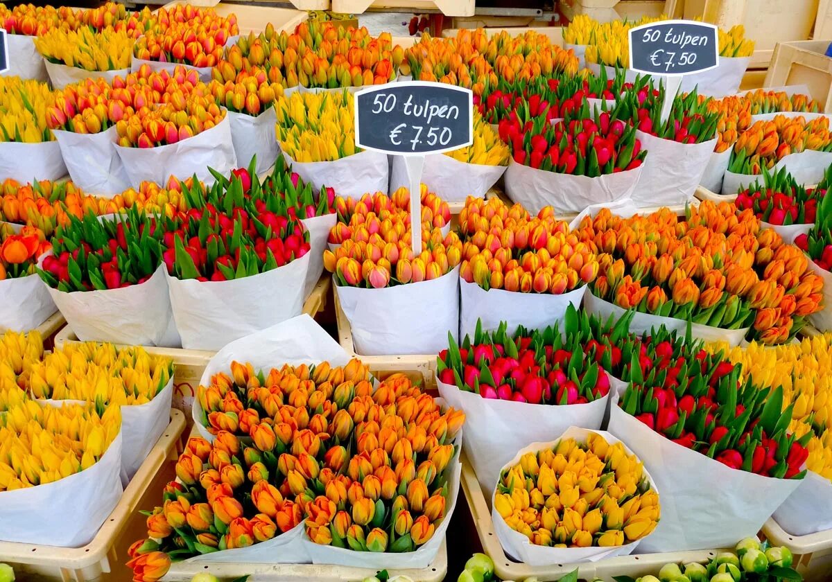 Новый цветочный рынок. Рынок тюльпанов в Амстердаме. Голландские тюльпаны. Цветы Голландии. Амстердам тюльпаны.