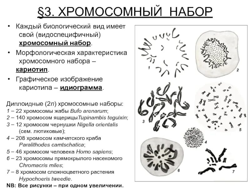 Хромосомные наборы разных видов организмов. Кариотип растений таблица. Виды наборов хромосом. Кариотипы разных видов.